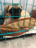 果粒之星純種巴哥幼犬狗狗活體巴哥犬八哥寵物狗幼崽哈巴狗巴哥小狗崽 寵物級 曬單實拍圖