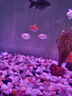 接吻魚觀賞魚金魚活魚親嘴魚熱帶魚好養(yǎng)活體小型寵物魚會親嘴的魚 【3-4CM】精選接吻魚 2條 曬單實拍圖