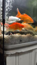 京業(yè)（JINGYE）魚缸過濾器JY-W255款6W壁掛式過濾泵除油膜瀑布過濾器流量可調(diào) 曬單實拍圖