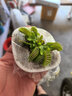 捕蠅草超大苗食人花盆栽苗食蟲(chóng)植物防蚊草多肉植物多肉綠植花卉 花市 捕蠅草 中苗4-6厘米 帶盆栽好 曬單實(shí)拍圖