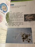 新版教科版小學(xué)6六年級上冊科學(xué)書(shū)+科學(xué)學(xué)生活動(dòng)手冊套裝2本小學(xué)生課本教材教育科學(xué)出版社 曬單實(shí)拍圖