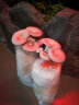 花e流 食用菌棒菌种菌包平菇食用蘑菇农产品蘑菇菌种植多肉植物阳台 平菇盒装 实拍图