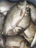 富源百川帝道秦黑坑竿8h臺釣竿飛磕竿暴力竿偷驢綜合竿輕量版高碳競技釣竿 5.4m 8H黑坑竿飛磕斤鯽 曬單實(shí)拍圖