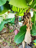 香蕉樹(shù)苗粉蕉紅香蕉苗粉矮化蕉苗皇帝蕉果樹(shù)苗當年結果南北方 香蕉苗 (15-20厘米高1棵)帶營(yíng)養土帶葉 曬單實(shí)拍圖