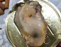 鮮拔頭籌 生蠔罐頭麻辣生蠔蒜蓉生蠔 麻辣小海鮮撈汁海蠣子熟食 麻辣生蠔250g*3盒+蒜蓉生蠔250g*3盒 曬單實(shí)拍圖
