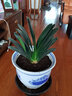 君子蘭盆栽圓頭君子蘭花苗大苗花卉綠植植物四季好養室內客廳辦公盆景 14-16片大苗一株 曬單實(shí)拍圖