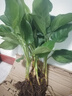 廣東萬(wàn)年青盆栽四季常青觀(guān)葉花卉室內辦公客廳吸甲醛凈化空氣綠植 （送肥料）萬(wàn)年青210#3根苗 高約 不含盆 曬單實(shí)拍圖