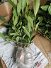 意軒 陽(yáng)臺室內盆栽花卉梔子花苗樹(shù)苗濃香型濃香花卉小葉綠植四季開(kāi)花 曬單實(shí)拍圖