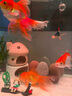 寵小帥 魚(yú)缸造景石長(cháng)江擺件水族箱裝飾天然彩石底沙石精品長(cháng)江彩石擺件 【精選】約2.5斤：適用約20~30cm魚(yú)缸 曬單實(shí)拍圖
