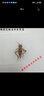 槿茗慷白蛐蛐蟋蟀活體飼料蜥蜴守宮蜘蛛龍魚(yú)鳥(niǎo)食物針頭蟋蟀油葫蘆 1-2厘米 白蟋蟀100只 曬單實(shí)拍圖