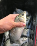 川澤魚竿纏把帶防滑吸汗防水防電釣竿龍骨手把纏繞帶魚桿PU握把帶 熒光綠2.0m【PU+EVA記憶龍骨】 2條裝【防滑耐磨 握持感更佳】 曬單實(shí)拍圖