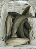 川澤魚漂盒大容量多功能魚漂浮漂套裝專用收納加長加寬便攜浮漂盒 藍白ABS漂盒【加厚磨砂】62cm 曬單實拍圖