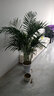 看匠 散尾葵盆栽 鳳尾竹室內(nèi)客廳大型綠植袖珍椰子夏威夷盆景富貴葉子 高度1.5-1.6米一盆 含盆 曬單實(shí)拍圖