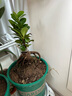 仟草集大型造型盆景植物人參榕小葉榕樹(shù)苗人參榕樹(shù)植物綠植盆景盆栽樹(shù)樁 人參榕15厘米 曬單實(shí)拍圖