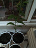 御春閣 盆栽球根花卉 花毛莨種球種根 波斯毛茛植物球根花卉當年開(kāi)花 混色10球一組 曬單實(shí)拍圖
