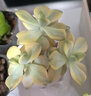 墨一【送貨上門】多肉植物帶盆大顆多肉植物盆栽組合辦公室內(nèi)桌面花卉 美杏錦+塑料簡易盆栽好 帶盆栽好 曬單實拍圖