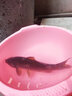 蜘蛛（datacolor）美國蜘蛛鈦合金超細偷驢競技狼牙魚(yú)鉤滑口黑坑鯉魚(yú)鯽魚(yú)回鍋魚(yú)專(zhuān)用 超細偷驢競技狼牙黑色30枚 4號 曬單實(shí)拍圖