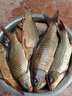 岡原精工（OKABARA SEIKO）磯釣竿5號磯竿碳素滑漂釣魚(yú)竿手海兩用大物釣桿大導環(huán)遠投竿套裝 3.9m 5號 俠客磯+輪+磯釣配件+魚(yú)線(xiàn) 曬單實(shí)拍圖