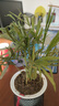 綠有意綠蘿水培綠植物盆栽室內發(fā)財樹(shù)富貴竹文綠籮薄荷多肉花卉四季好養 富貴椰子【繁星盆】 含盆 曬單實(shí)拍圖