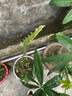 芥圃火龍果苗大苗 官方旗艦 火龍果樹苗金都一號(hào)燕窩白心苗盆栽大果苗 燕窩果苗嫁接【帶芽發(fā)貨】 高度80-110公分 曬單實(shí)拍圖