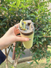 路飲者RUNSIER2024新款保溫杯女士高顏值大容量吸管水杯不銹鋼學生便攜男士直飲 C5S-淺檸檬 430ml 曬單實拍圖