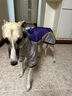 拉維佩特（LOVINGPET）狗狗衣服秋冬季 保暖寵物狗衣服邊牧衣服中型犬金毛狗衣服大型犬 灰紫色 2XL 建議21-25斤 曬單實(shí)拍圖