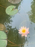 永存魚池面吸除油膜過濾器室外水循環(huán)系統(tǒng)家用凈水撇渣裝置魚缸底吸泵水族過濾 面吸升級款含水泵32接口 曬單實拍圖