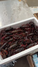 貓撲魚(yú)（mao pu yu）微山湖清水小龍蝦鮮活 活體 新鮮養殖特大活蝦 鮮活龍蝦 小龍蝦4-6錢(qián)（3斤）60-75只 曬單實(shí)拍圖