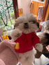 嬉皮狗冬季小狗狗秋冬款衣服寵物小型犬貓咪比熊冬天新年冬裝 背帶虎頭 背帶虎頭 XS 曬單實拍圖