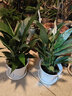 櫻霞廣州發(fā)貨 白掌綠植盆栽 客廳陽(yáng)臺花卉一帆風(fēng)順盆景四季好養 白掌3株原盆 曬單實(shí)拍圖