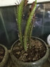 中夢龍骨樹 多頭龍骨植物盆栽大型帶盆青色多頭霸王鞭仙人類樹z9 大龍骨一青加一紫(高20-25cm) 一次性育苗盆 含盆 曬單實(shí)拍圖