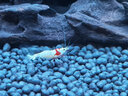云峰海瑞魚缸水族箱造景水草泥 亞馬遜ada水草泥魚缸底砂肥料造景陶粒砂 水草泥8L 曬單實(shí)拍圖
