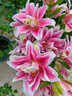 播種心情荷蘭進(jìn)口重瓣香水百合花種球帶芽LA OT LO鐵炮陽(yáng)臺盆栽庭院地栽根 黃眼線(xiàn)1球 其他 曬單實(shí)拍圖