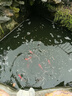 DEERA錦鯉金魚(yú)飼料魚(yú)食觀(guān)賞魚(yú)螺旋藻育成小顆粒魚(yú)糧上浮5斤 1.5mm主食小粒：適合5厘米以上魚(yú)（5斤） 曬單實(shí)拍圖