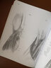 素描人體解剖大全 曬單實拍圖