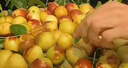 江子田語(yǔ)河北滄州特產(chǎn)黃驊冬棗新鮮大棗黃燁紅棗冰糖脆甜特大果號現摘順豐 4.9斤一級≥3.0cm 曬單實(shí)拍圖