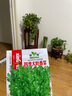 御春閣 四季香菜 芫荽籽 種子蔬菜 陽臺菜園 盆栽種子 高出芽 100粒 四季香菜種子100粒 曬單實拍圖
