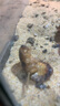 非常寵杜比亞蟑螂繁殖組幼體蜥蜴守宮烏龜龍魚活餌飼料超櫻桃蟋蟀 3-4cm （約190只） 曬單實拍圖
