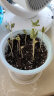 德沃多肥料 DIY儿童趣味种植盆栽套装勿忘我种子学生植物观察杯六一儿童节 实拍图