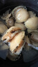 尚致【活鮮】鮑魚鮮活捕撈特大鮑魚新鮮非冷凍海鮮水產(chǎn) 鮮活鮑魚2斤20-24頭（超大） 曬單實拍圖