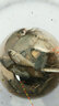 龍紋鯉飄逸魚(yú)竿漁具臺釣竿 硬28調5h碳素超輕超硬釣魚(yú)竿手竿鯽魚(yú)竿鯉魚(yú)竿 7.2米送7.2米+桿稍+雙份禮包 曬單實(shí)拍圖