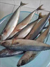 森圖鮮新鮮冷凍鮐鲅魚馬鮫魚青條魚青占魚鮐魚深海魚海鮮水產(chǎn)批發(fā) 三斤裝 曬單實(shí)拍圖