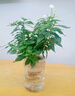水培綠植物風(fēng)車茉莉花卉盆栽水養(yǎng)小盆景水生樹苗客廳辦公室內(nèi)桌面 風(fēng)車茉莉+直筒玻璃盆 曬單實(shí)拍圖