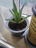 御春閣金邊龍舌蘭盆栽 多肉植物 綠植花卉室內辦公室陽(yáng)臺種植盆栽 25厘米高左右 曬單實(shí)拍圖