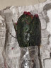 嫁接老漢蟹爪蘭苗新品種帶花苞盆栽陽(yáng)臺(tái)植物四季多色花卉 混色12顆(顏色隨機(jī)發(fā)貨) 不含盆 曬單實(shí)拍圖