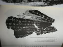 甲骨文經(jīng)典拓片100例 曬單實(shí)拍圖