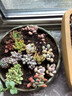 生石花屁股花 新款多肉植物室內綠植盆栽超萌多肉肉嘟嘟 組合含盆 西瓜紅 旋葉姬星美人一盆 不含盆 曬單實拍圖