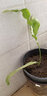 金枝景曇花苗室內陽(yáng)臺庭院植物綠色盆栽盆景花卉曇花一現適合新手養殖 小桃紅3年苗【當年開(kāi)花20-30厘米高 不含盆 曬單實(shí)拍圖