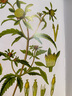 奧托手繪彩色植物圖譜（精華版口袋書）奧地利植物學奧托經(jīng)典作品 曬單實拍圖