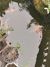 格池（GRECH）室外魚池過濾器水循環(huán)凈化系統(tǒng)過濾桶外置錦鯉池過濾箱養(yǎng)魚 20m3魚池升級款過濾套餐（桶+泵+管） 曬單實拍圖